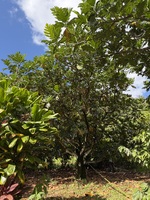 Artocarpus altilis x mariannensis 'Meinpadahk'