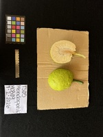 Artocarpus altilis x mariannensis 'Meinpadahk'