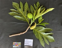 Artocarpus altilis x mariannensis 'Meinpadahk'