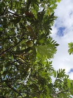Artocarpus altilis x mariannensis 'Meinpadahk'