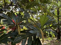 Artocarpus altilis x mariannensis 'Meinpadahk'