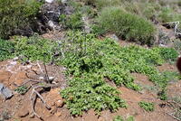 Plumbago zeylanica