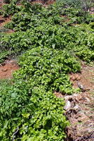 Plumbago zeylanica