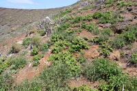 Plumbago zeylanica