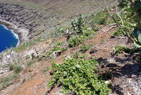 Plumbago zeylanica