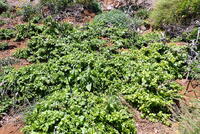 Plumbago zeylanica