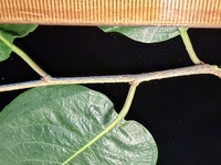 Flueggea neowawraea