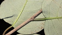 Flueggea neowawraea