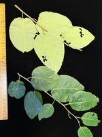 Flueggea neowawraea