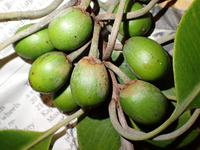 Planchonella sp.