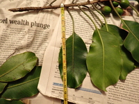 Planchonella sp.