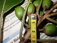 Planchonella sp.