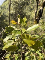 Planchonella sp.