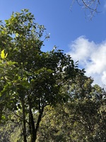 Planchonella sp.