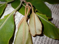 Planchonella sp.