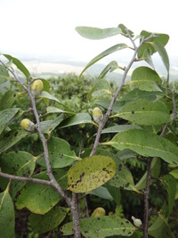 Diospyros sandwicensis