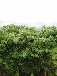 Diospyros sandwicensis