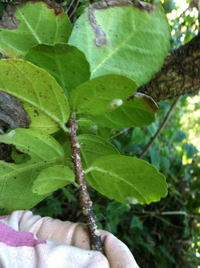 Hibiscus kokio subsp. kokio