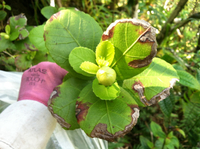 Hibiscus kokio subsp. kokio