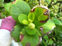 Hibiscus kokio subsp. kokio