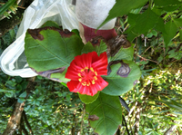 Hibiscus kokio subsp. kokio