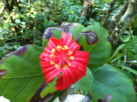 Hibiscus kokio subsp. kokio