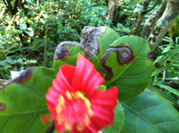 Hibiscus kokio subsp. kokio