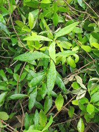 Alyxia stellata