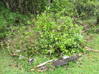 Alyxia stellata