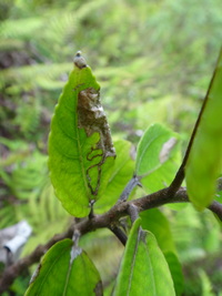 Pipturus kauaiensis