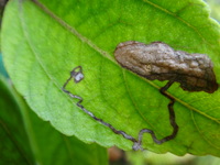 Pipturus kauaiensis