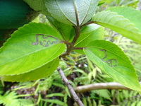 Pipturus kauaiensis