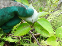 Pipturus kauaiensis