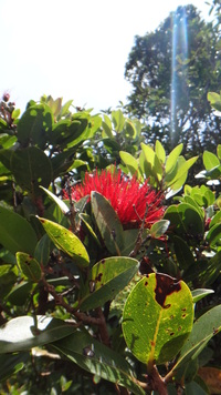 Metrosideros polymorpha