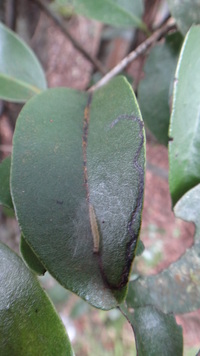 Diospyros sandwicensis
