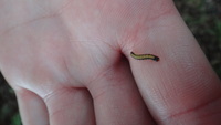Diospyros sandwicensis
