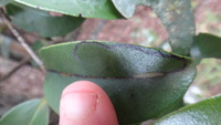 Diospyros sandwicensis