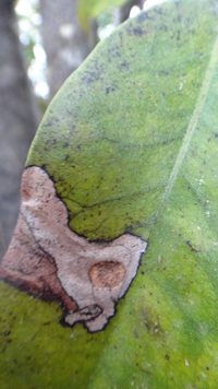 Diospyros sandwicensis