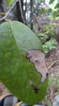 Diospyros sandwicensis