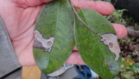 Diospyros sandwicensis