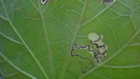 Hibiscus tiliaceus