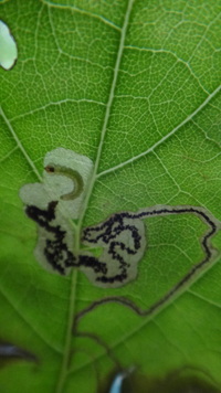 Hibiscus tiliaceus