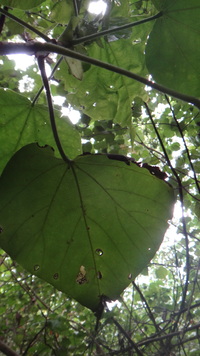 Hibiscus tiliaceus