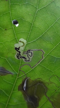 Hibiscus tiliaceus