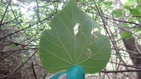 Hibiscus tiliaceus