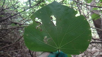 Hibiscus tiliaceus