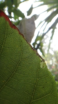Hibiscus arnottianus
