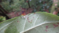 Hibiscus arnottianus