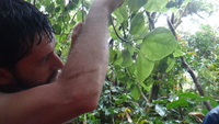 Hibiscus arnottianus