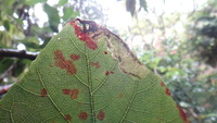 Hibiscus arnottianus